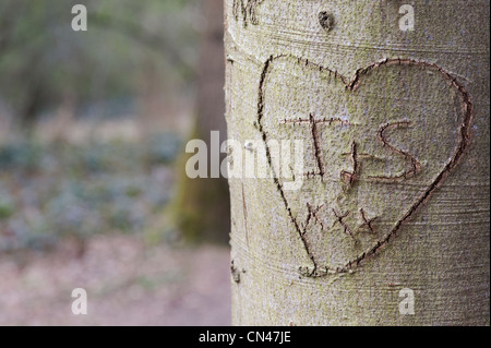 Liebe Herz in Baumstamm geschnitzt Stockfoto