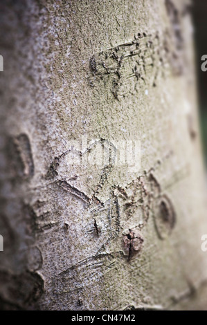 Liebe Herz in Baumstamm geschnitzt Stockfoto