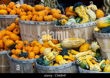 Kanada, Provinz Quebec, Montreal, Atwater Market, Herbst Produkte, Squash und Kürbisse verkauft vor Halloween Stockfoto