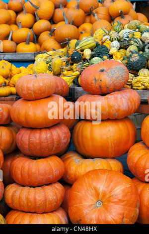 Kanada, Provinz Quebec, Montreal, Atwater Market, Herbst Produkte, Squash und Kürbisse verkauft vor Halloween Stockfoto