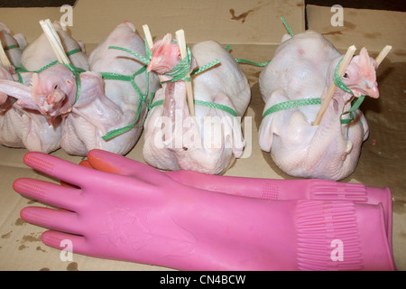 Vier gerupften Hühner und rosa Gummihandschuhe Stockfoto