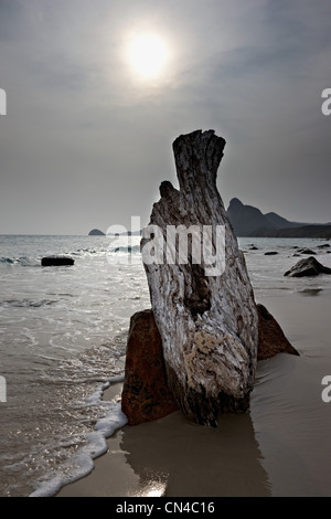 Treibholz am Bai Nhat Strand, Con Dao Island, Vietnam Stockfoto