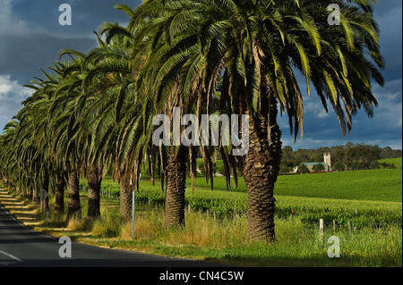 Australien, South Australia, Barossa Valley, die berühmte Seppeltsfield Straße umgeben von Weinbergen und Palmen vorbeigehen Stockfoto