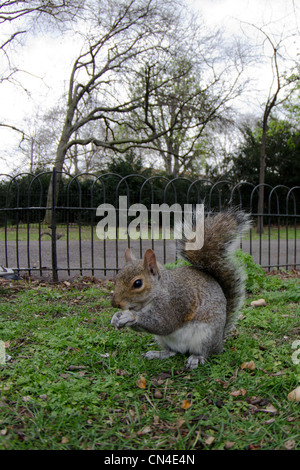 Graue Eichhörnchen im Regents Park Stockfoto