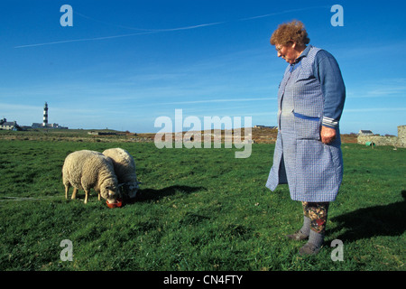 Frankreich, Finistere, Ile d'Ouessant Schafe Insel Stockfoto