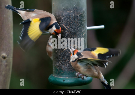 Stieglitze Streitereien auf Nyger Samen Feeder. Hastings, Sussex, UK Stockfoto