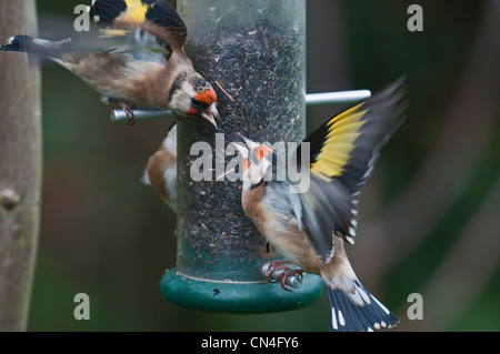 Stieglitze Streitereien auf Nyger Samen Feeder. Hastings, Sussex, UK Stockfoto