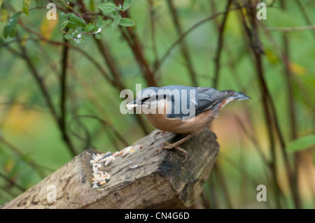 Kleiber Besuch Futterstelle, Schnabel Sonnenblumen Herzen festhalten. Salehurst, Sussex, UK Stockfoto