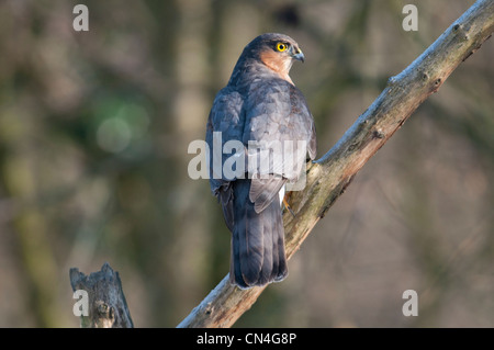 Männliche Sperber Accipiter Nisus auf Toten Ast thront. Salehurst, Sussex, UK Stockfoto