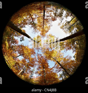 Fisheye Blick auf Wald im Herbst Stockfoto