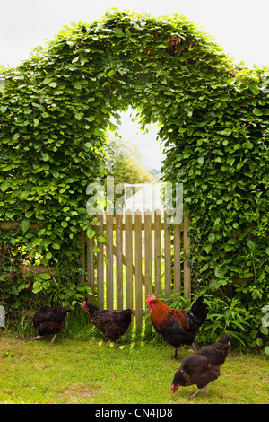 Kostenlose Roaming-Hühner im Garten Stockfoto