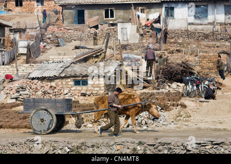 Nord Korea, Süd-namdo Provinz, Ochsenkarren und Wartung arbeiten in einem Dorf Stockfoto