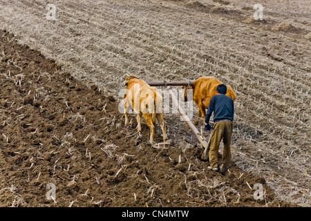 Nord Korea, Süd-namdo Provinz, Bauer Pflügen der Felder Stockfoto