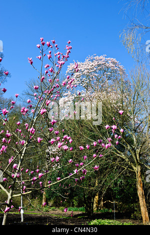 Saville Gärten, Osterglocken, Narzissen, Magnolien, Windsor Great Park, Saville Gärten, Virginia Water, Berkshire, UK Stockfoto