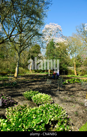 Saville Gärten, Osterglocken, Narzissen, Magnolien, Windsor Great Park, Saville Gärten, Virginia Water, Berkshire, UK Stockfoto