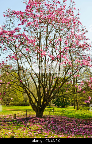 Saville Gärten, Osterglocken, Narzissen, Magnolien, Windsor Great Park, Saville Gärten, Virginia Water, Berkshire, UK Stockfoto