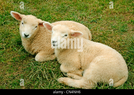 Zwei Lämmer 2 Lämmer. Stockfoto