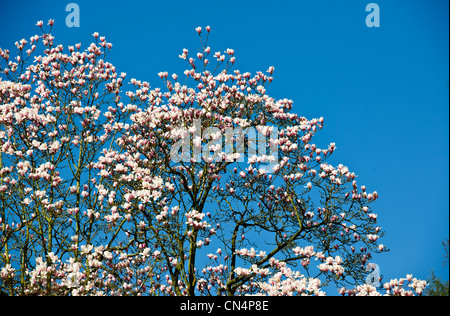 Saville Gärten, Osterglocken, Narzissen, Magnolien, Windsor Great Park, Saville Gärten, Virginia Water, Berkshire, UK Stockfoto