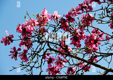 Saville Gärten, Osterglocken, Narzissen, Magnolien, Windsor Great Park, Saville Gärten, Virginia Water, Berkshire, UK Stockfoto