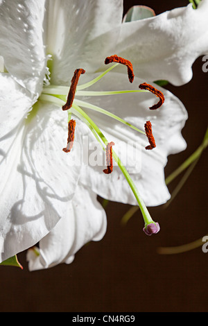 Weiße Lilly Blume zeigt Nahaufnahme von Staubfäden und Staubbeutel, UK Stockfoto
