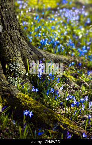 Scilla Siberica 'Spring Beauty' oder sibirischer Blaustern Blüte als einen blauen Teppich unter den Bäumen am Ende des Winters Stockfoto