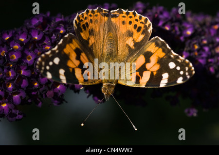 Distelfalter, Trinken Nektar aus den Blüten der Schmetterlingsstrauch auf Sommertag Stockfoto