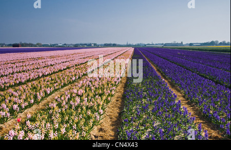 Rosa und lila Hyazinthe Felder in Aprilsonne Stockfoto