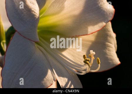 Amaryllis Picotee Makro Bild in Abendsonne Stockfoto