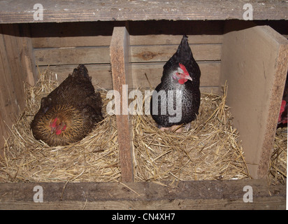 Rebhuhn Wyandotte und Speckledy Hühner im Nistkasten. UK Stockfoto