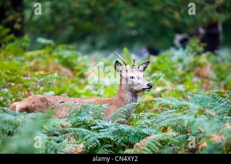 Red Deer junger Hirsch - Cervus Elaphus in Wäldern, Richmond Park, UK Stockfoto