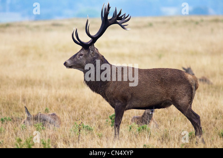 Red Deer stag, Profil, stehend - Cervus Elaphus, Richmond Park, Großbritannien Stockfoto