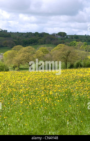 Wiese mit gelben Blumen Stockfoto