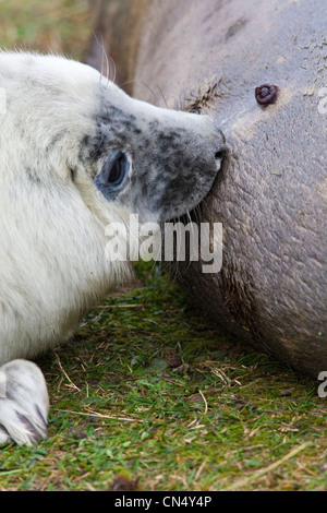 Grau - Halichoerus Grypus - Seal Pup Spanferkel, Donna Nook, UK Stockfoto