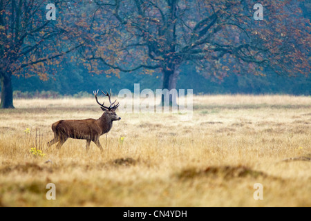 Rotwild - Cervus Elaphus - Hirsch Porträt im Richmond Park, UK Stockfoto