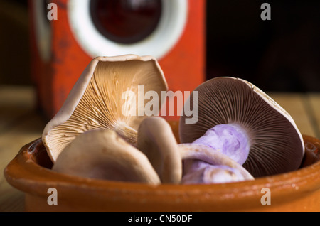 Rohe Champignons in eine Schüssel geben. Stockfoto