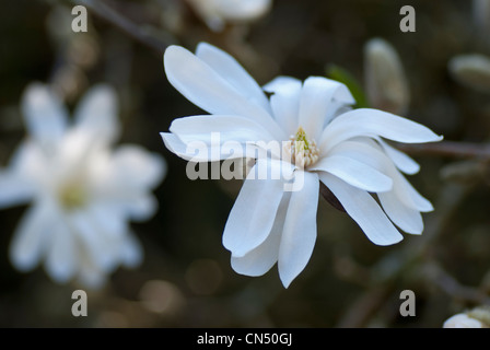 Magnolia Stellata Blume Stockfoto