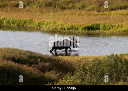 Eine reife Stier Elch (Alces Alces) ernährt sich von aquatischen Gräser in einem Wasserkocher Loch Teich Denali Nationalpark, Alaska. Stockfoto