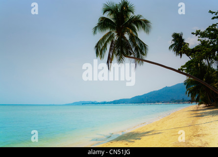 Eine Palme beugt sich ein Strand mit goldenem Sand. Ein ruhiges glattes türkisblaues Meer unter einem wolkenlosen Himmel auf der thailändischen Insel "Koh Samui" Stockfoto