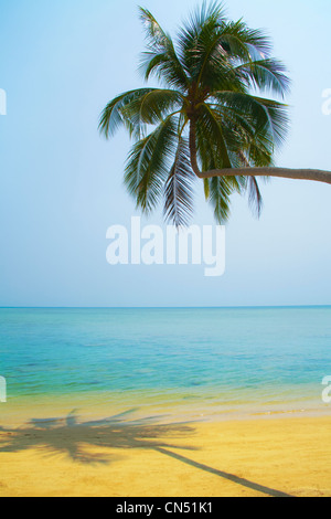 Eine Palme beugt sich ein Strand mit goldenem Sand. Ein ruhiges glattes türkisblaues Meer unter einem wolkenlosen Himmel auf der thailändischen Insel "Koh Samui" Stockfoto