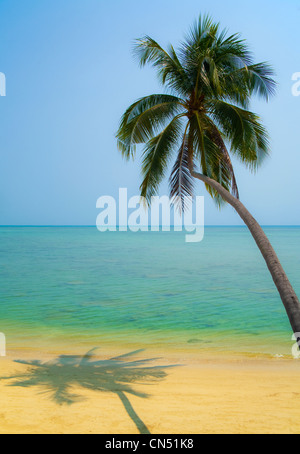 Eine Palme beugt sich ein Strand mit goldenem Sand. Ein ruhiges glattes türkisblaues Meer unter einem wolkenlosen Himmel auf der thailändischen Insel "Koh Samui" Stockfoto