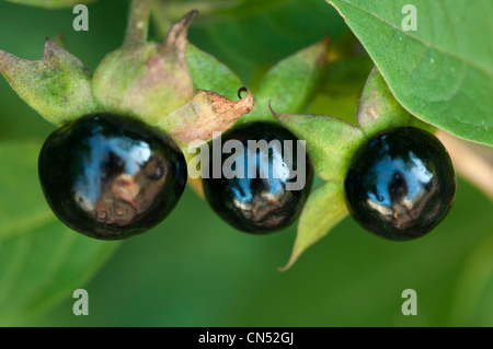 Beeren von Atropa belladona Stockfoto