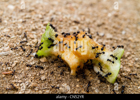 Eine Gruppe von schwarzen Ameisen Essen einen Apfel-Kern Stockfoto