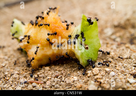 Eine Gruppe von schwarzen Ameisen Essen einen Apfel-Kern Stockfoto