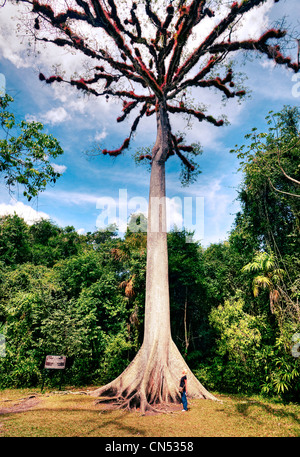 Ein Ceiba Baum (Guatemalas Nationalbaum) im Tikal National Park. Stockfoto