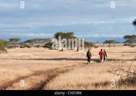 Tansania, Arusha-Region, Maasai Land, Ndarakwai Reserve an der Unterseite des Kilimanjaro, Safari zu Fuß mit einem bewaffneten Stockfoto