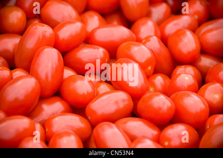 Horizontale Nahaufnahme Reife Eiertomaten Roma. Stockfoto