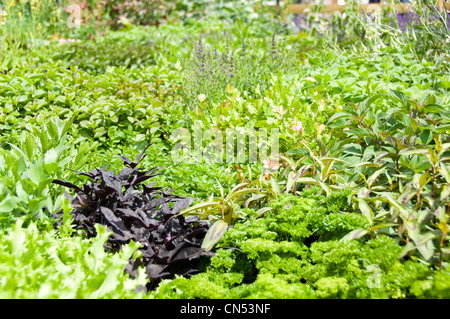 Horizontale Nahaufnahme von einem Sortiment von frischen grünen Kräutern wächst in einem Garten in die Sonne mit Petersilie und Basilikum. Stockfoto