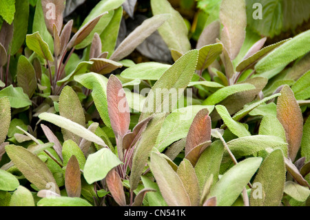 Horizontale Nahaufnahme von Kräuter Salbei, Salvia Officinalis wächst in einem Garten in der Sonne. Stockfoto