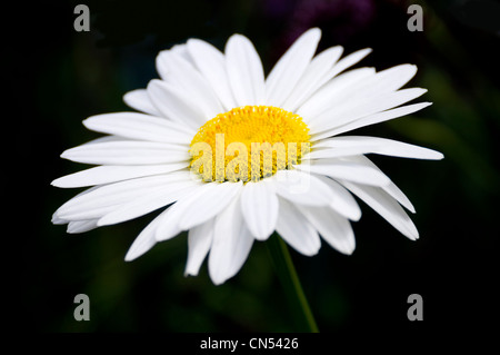 Horizontale Nahaufnahme von einem einzigen Oxeye oder Snowcap Gänseblümchen, Chrysanthemum Leucanthemum, vor einem dunklen Hintergrund. Stockfoto