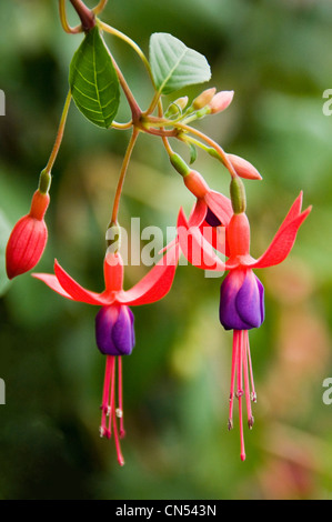 Vertikale Nahaufnahme von den schönen Blumen aus Fuchsia, Baby Blue Eyes. Stockfoto